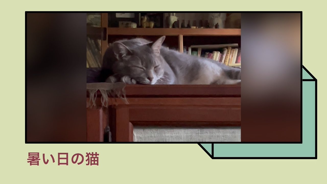 #風の猫　暑い日の猫・・・