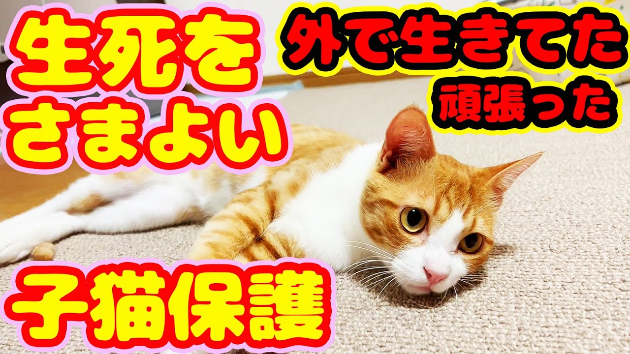 【子猫 保護】白血病発症４０度熱でしたが保護し病院毎日行き、生きかえりました