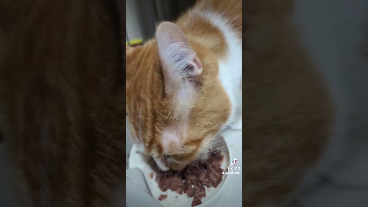 8/13ねこさんの晩餐会（´・ω・`） #cat #ねこ #アビシニアン #マンチカン #キジトラ #猫 #短足マンチカン #abyssinian