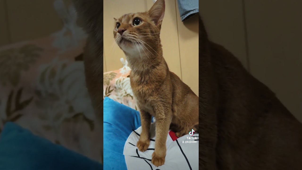 8/11クッションの上のあびにゃん（´・ω・`） #ねこ #cat #アビシニアン #猫