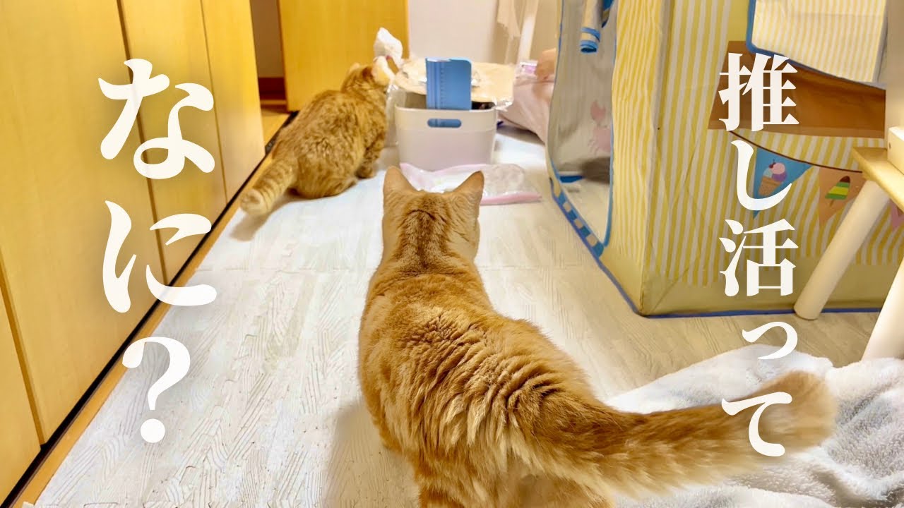 推し活ってなに？ #猫 #マンチカン
