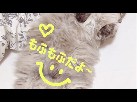 【癒しのもふもふ音頭】もふもふもふもふもっふもふ♪【ヒマラヤン猫】#Shorts