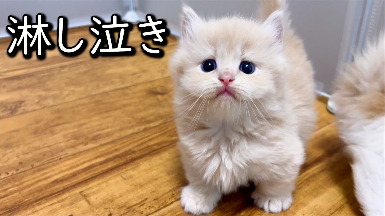 【マンチカンの子猫】寂しくなってママを呼び出したシバにゃんの件 ∼猫のいる生活Vol.783~ 出産動画 マンチカン短足・ミヌエット・ペルシャ猫専門ブリーダー『ペット蔵人』【子猫の成長記録】