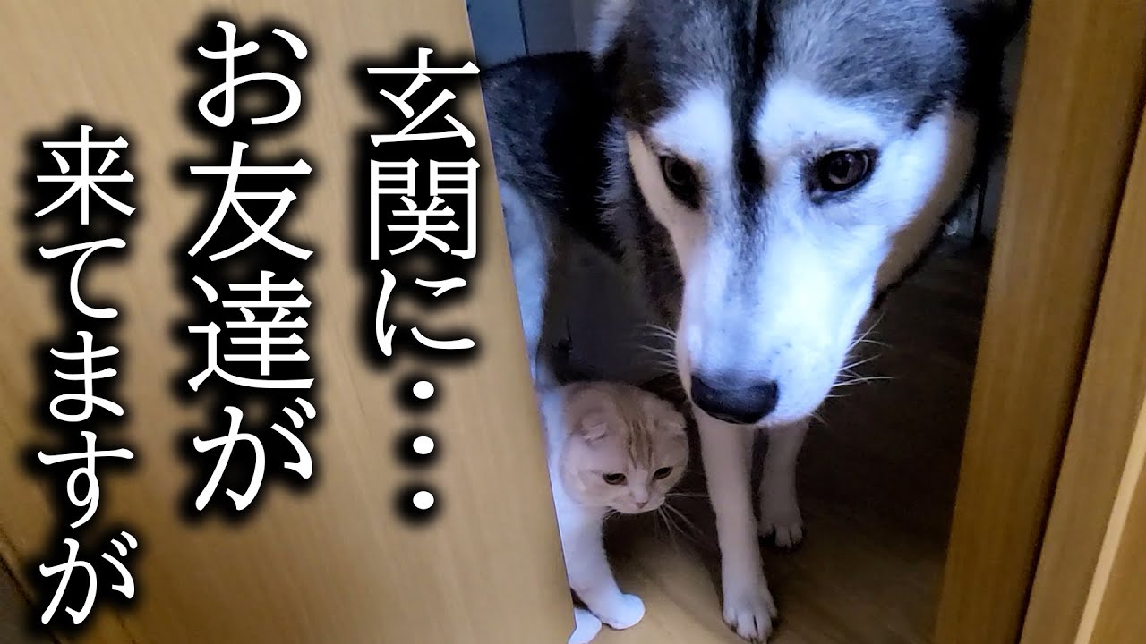 夜中に突然の友達の訪問に猫と犬がこうなっちゃいました...