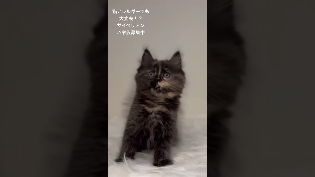困り顔がかわいいサイベリアン　#ブリーダー #キャットブリーダー #猫のいる暮らし