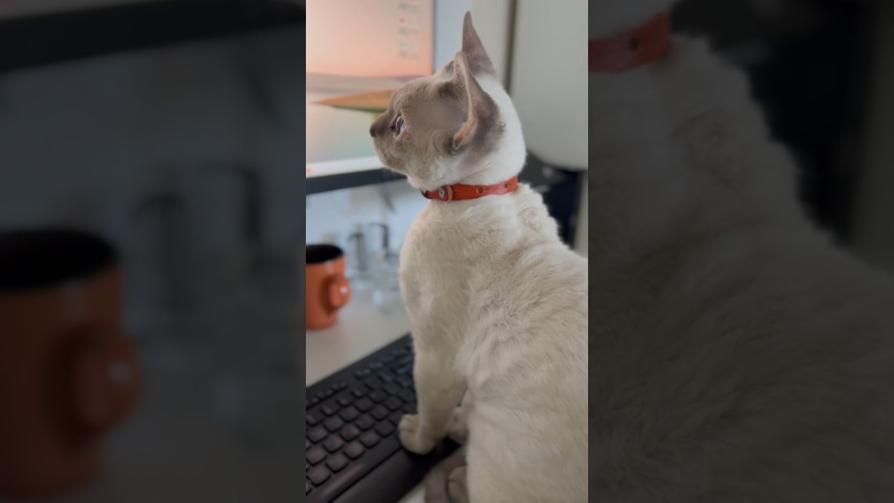 Devon Rex Cat - waiting for mum to start the day👩🏻‍💻マミー、お仕事の時間だよ⏰
