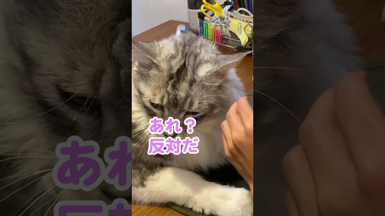 髪飾りが似合う #大型猫 #メインクーンのオス