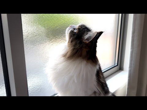 窓に居る小さい虫にまで気が付く猫が凄すぎたww