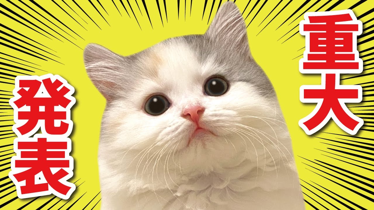 すんごいお知らせがあるやでぇぇぇぇ！！！！