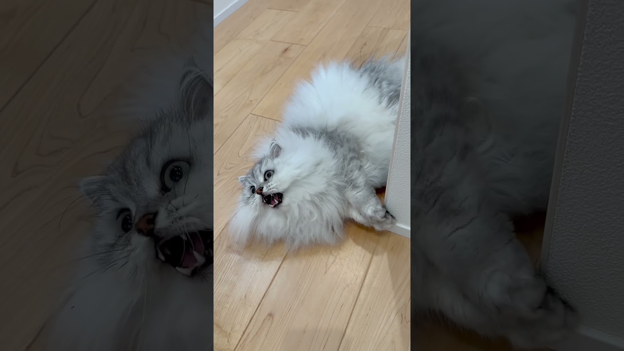 寝っ転がったままクラッキングする猫 【サイベリアン】 #Shorts