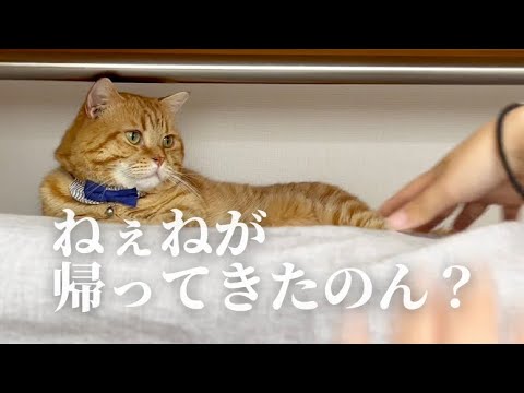 実家に一泊してきたねぇねが帰ってくると... #猫 #マンチカン