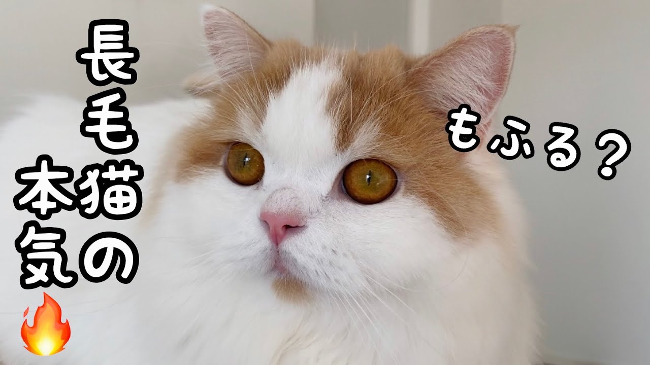 寒くなり長毛猫のもふもふ具合が半端ないことに！！！【比較してみた】