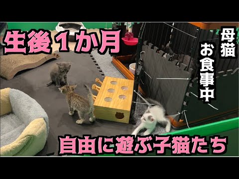 生後一ヶ月！遊ぶ子猫達。まだみんなが居た時の動画です。お母さん猫もいます。