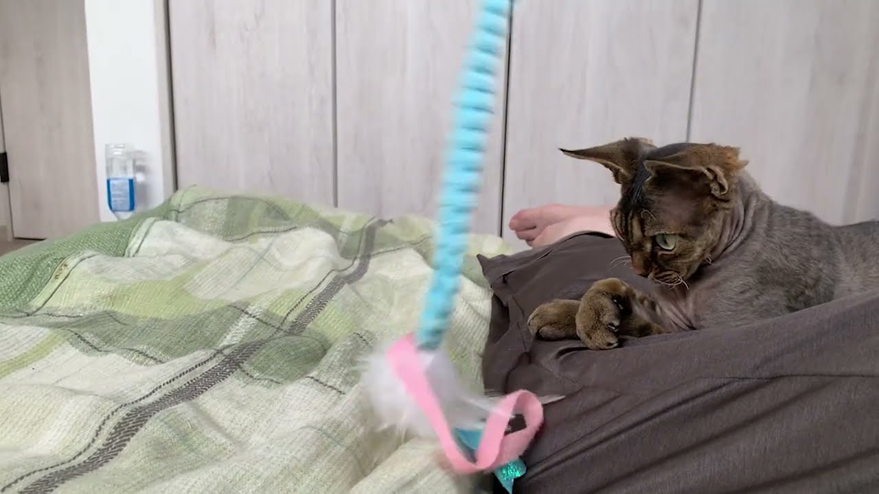 デボンレックス子猫は眠くて遊んでくれません(Sleepy Devon Rex kitten does not play with me)