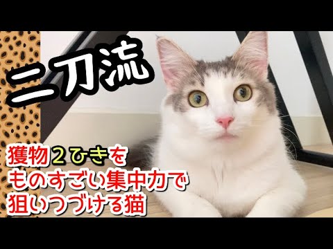 【🇲🇾猫とクアラルンプール生活】朝ベッドの横におもちゃを運ぶ猫の結末 〜森猫おはぎの遊雅な日常〜 #Malaysia移住 #猫と海外移住 #norwegianforestcat