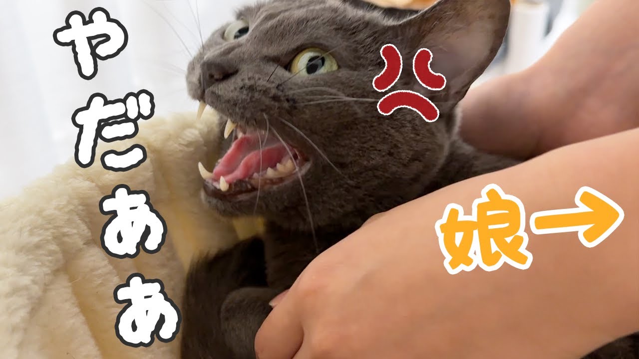 珍しく大好きな娘に怒る猫ハムちゃん…！！
