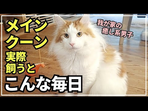 大型猫の日常ってこんな感じ！猫に癒やされる毎日って幸せ🐱【メインクーン】