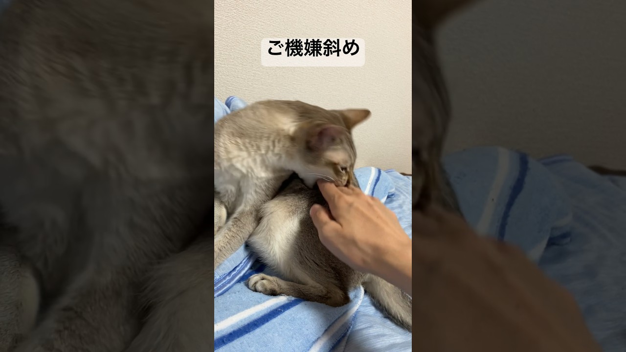 とにかく機嫌が悪い様子のシンガプーラ