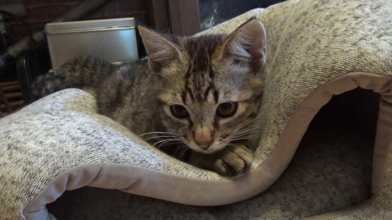 怖いものをひとつ克服した子猫ですが・・