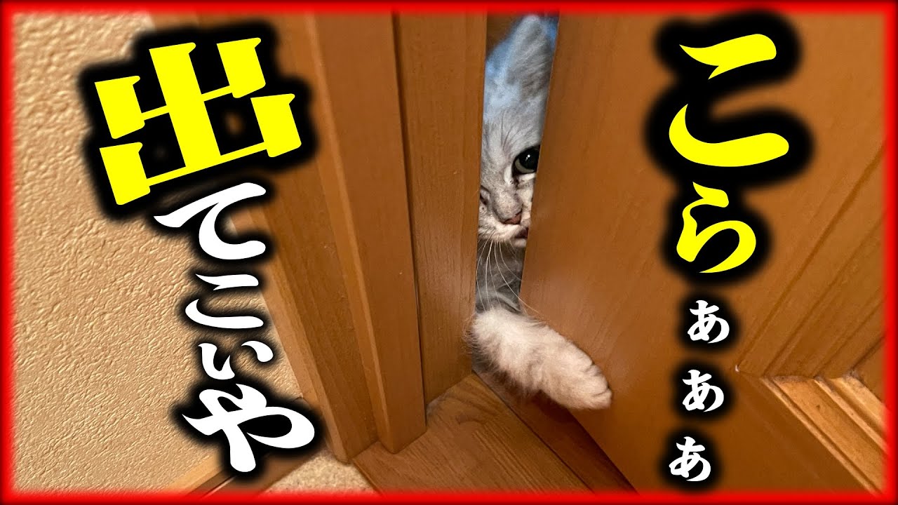 【子猫】猫からストーカー被害にあってます【マンチカン】