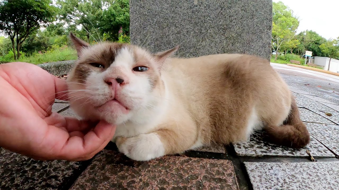 雨上がりの公園でタヌキみたいなシャム猫ちゃんをモフる