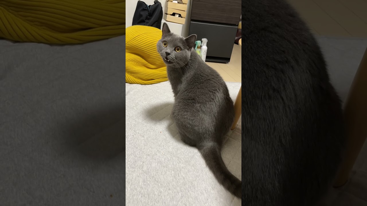 猫の鳴き声【早く！何？甘え鳴き3種】🐱 #shorts