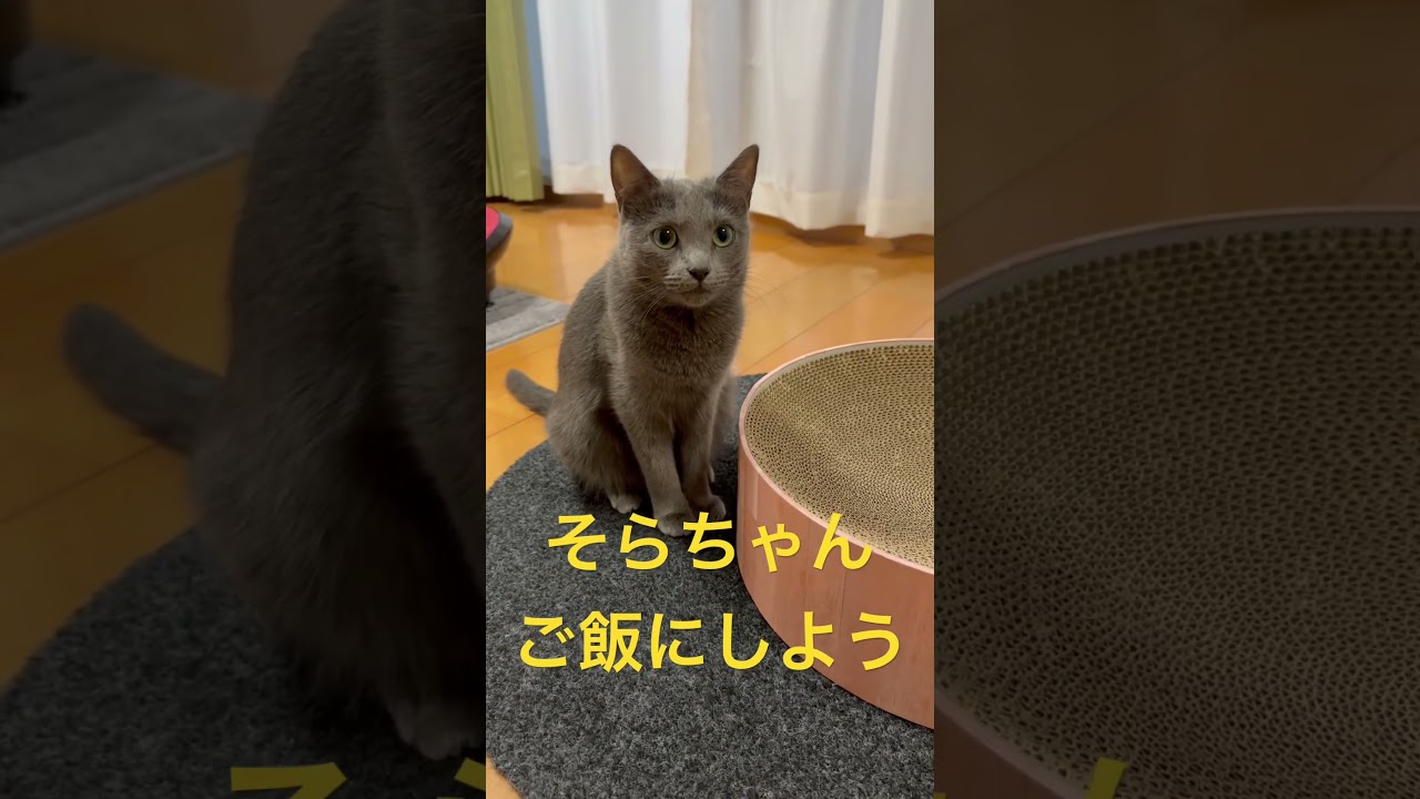 ご飯を急かす可愛い猫（ロシアンブルー）#shorts