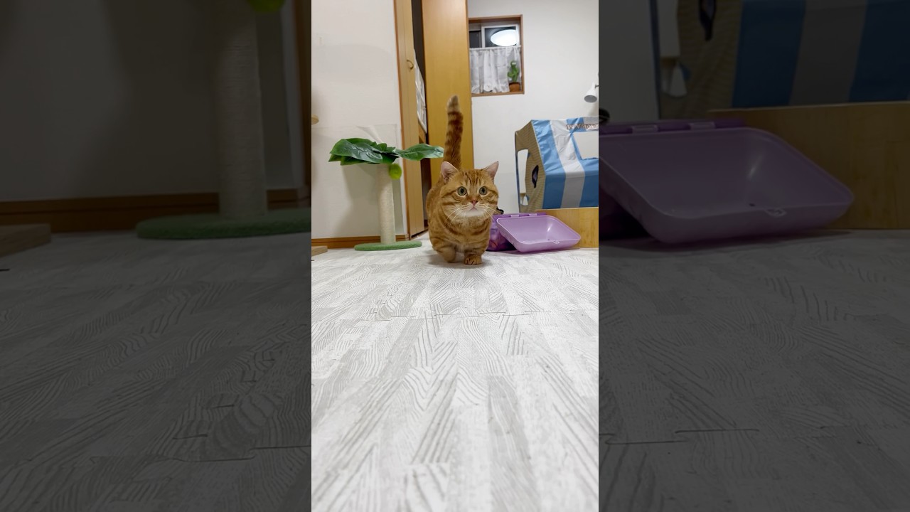 もしも、ぽちゃくんに効果音がついていたら #猫 #マンチカン #shorts