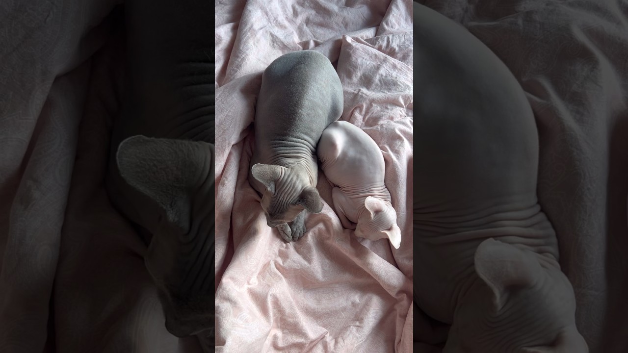 2匹仲良くお昼寝する毛のない猫たち【スフィンクス猫】