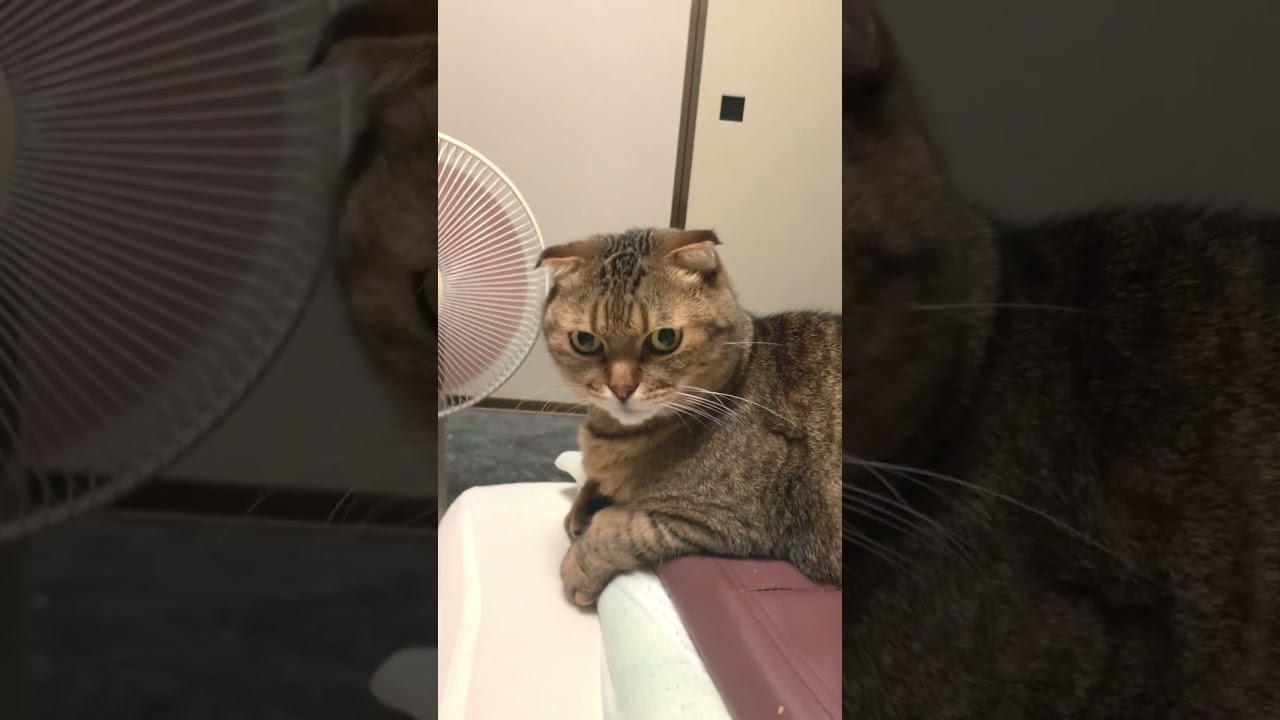 早起き猫はよく鳴く!? #Shorts #アメリカンショートヘアー #スコティッシュフォールド #ハーフ