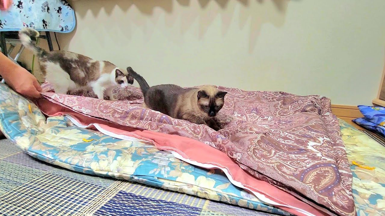 布団カバー交換中に久々に潜り込んで来たシャム猫姉妹を注意したら🎉