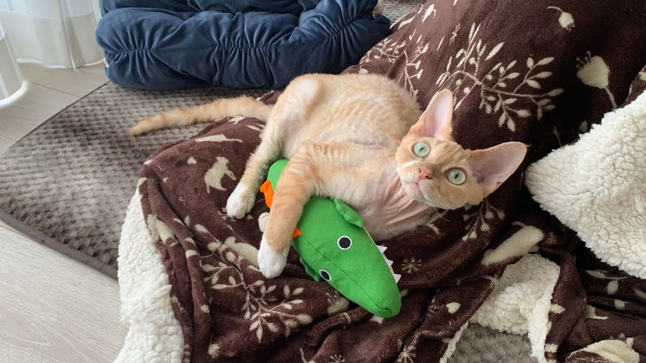 デボンレックス猫Blancaちゃんの写真集です。(A collection of cute photos of Devon Rex cat Blanca)