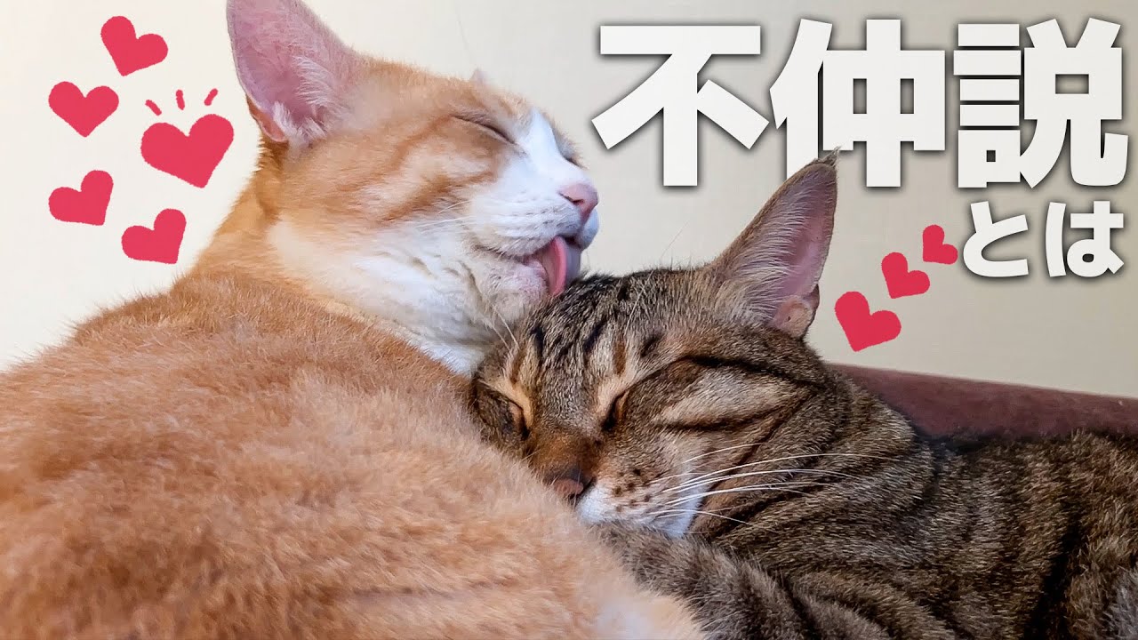 喧嘩ばかりで不仲を疑われている猫たちの本当の素顔を暴露します。