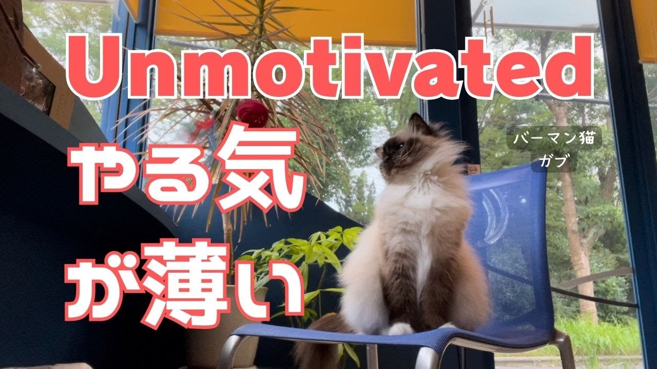 バーマン猫ガブ【やる気が薄い】Unmotivated（バーマン猫）Birman/Cat