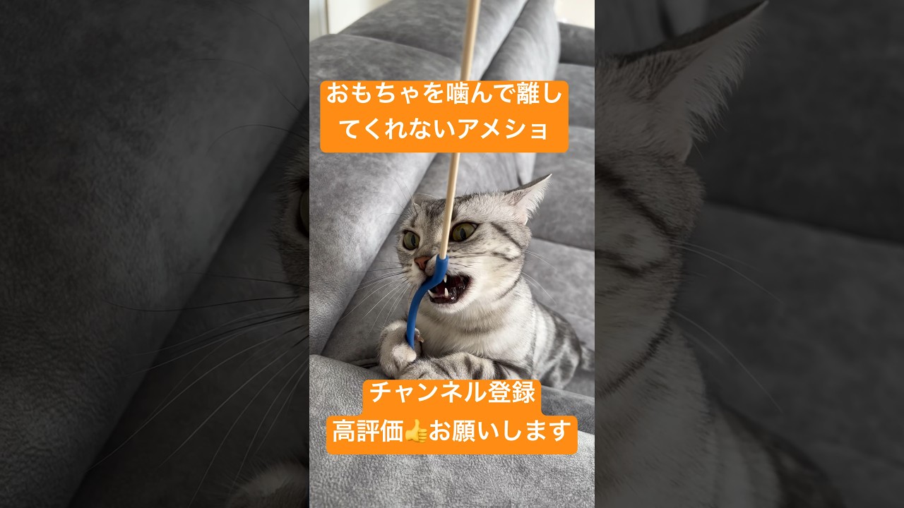 新しいおもちゃを独り占め#shorts# toy#アメリカンショートヘアー