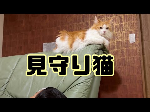 風邪をひいた子どもを見守る猫【マリー（メインクーン）】