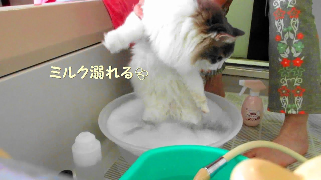 目指せモモ20歳～ミルクさん我が家で初入浴🚿🛁🙀💦自然乾燥派猫🐱ハーネスしてても天然ドライヤーだけで乾く超楽な長毛種😸💕ゼオカルPHでふわっふわのサラッサラに✨