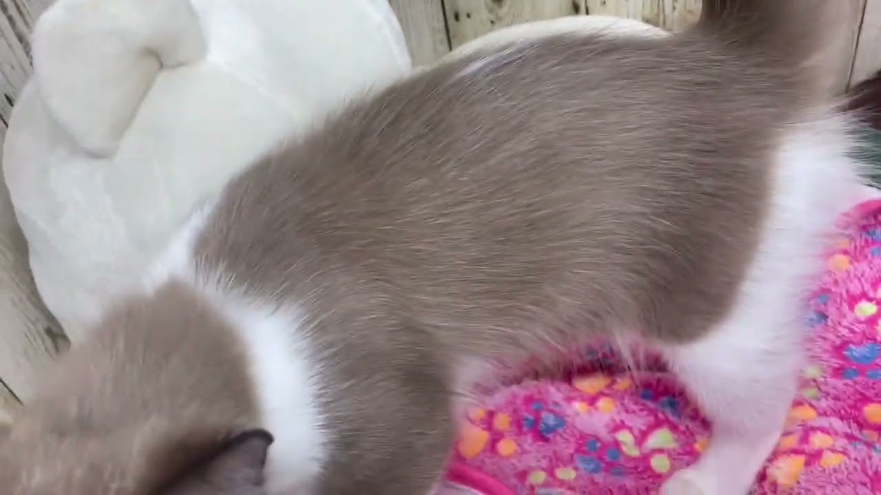 Coo&RIKU　No.637994　セルカークレックス