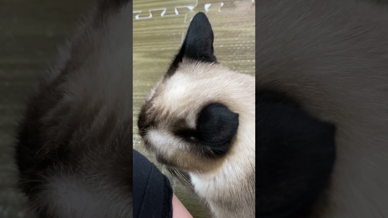 【2023.08.11】今日のシャム猫のふくさん（音無し）【たぬき猫】 #shorts