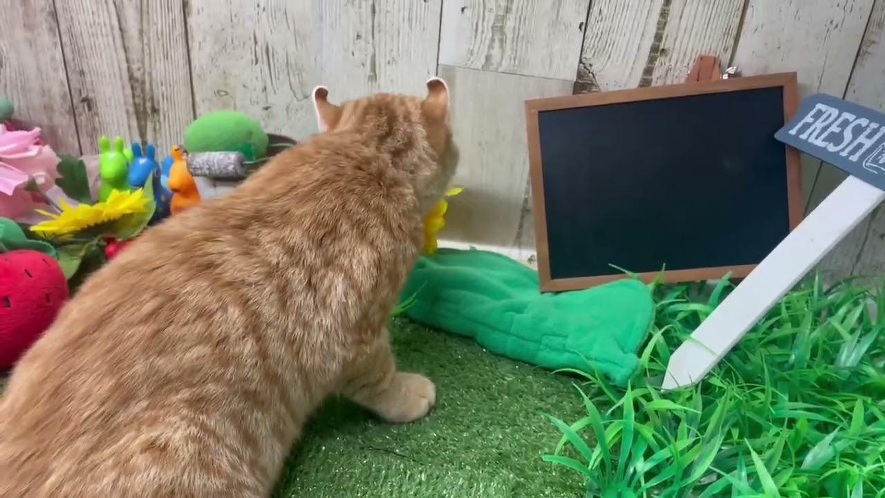 Coo&RIKU　No.637990　アメリカンカール