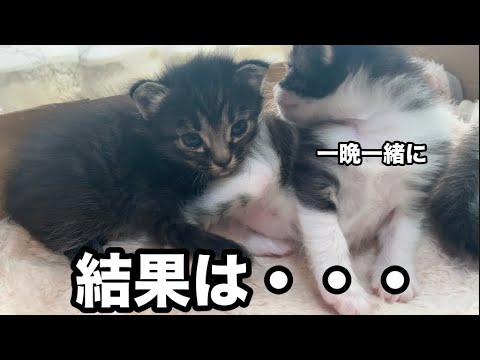 母猫に襲われた子猫をもう一度一緒にしてみたら。