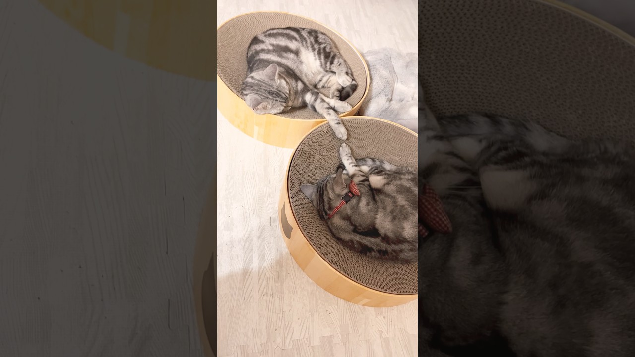 見るとキュンキュンします #猫 #アメリカンショートヘア #shorts