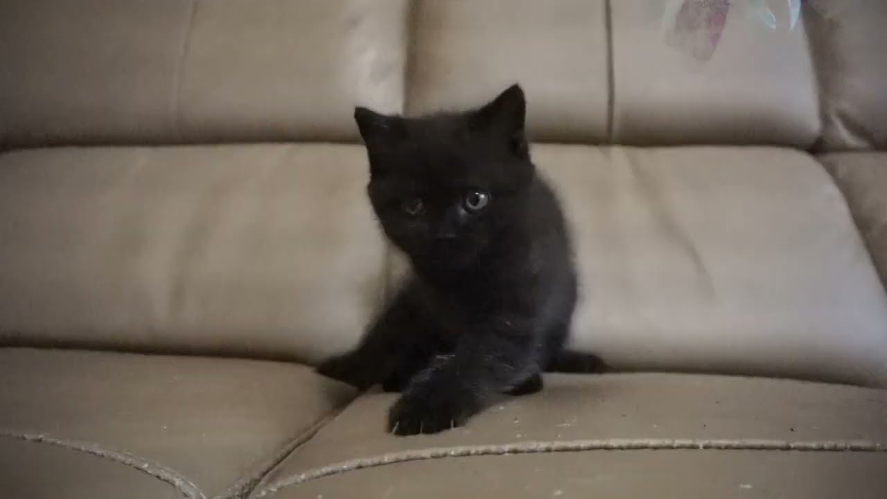 ブリティッシュショートヘアー子猫　British Shorthair　2023.6.24産まれ　ブラック　男の子　シーダキャット猫のお店