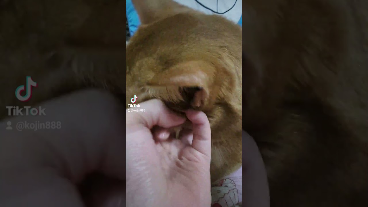 8/6ナデナデあびにゃん（´・ω・`） #ねこ #cat #アビシニアン #猫