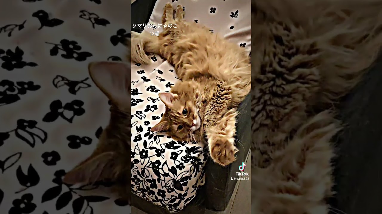 ソマリレッド🧡#猫 #ねこ #ショート動画