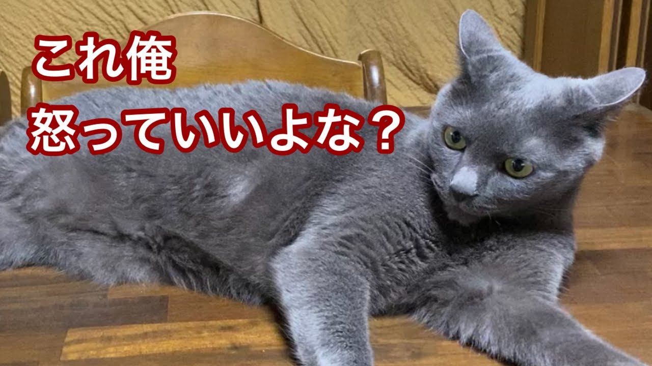 お尻ズリズリ猫。無罪を訴える。（肛門嚢破裂）