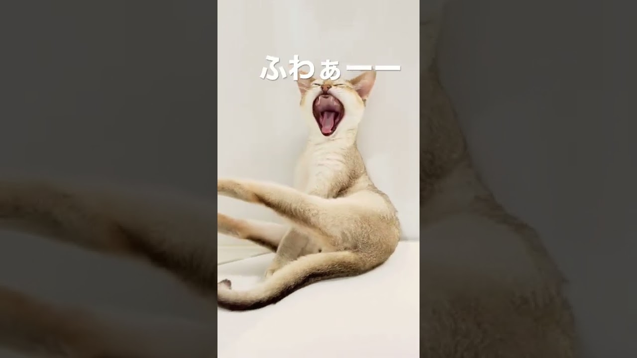 [シンガプーラ] アオくん、大あくび🥱🥱🥱