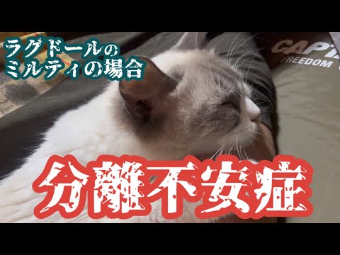 No.0553【分離不安症】飼い主に依存しすぎるラグドールのミルティ