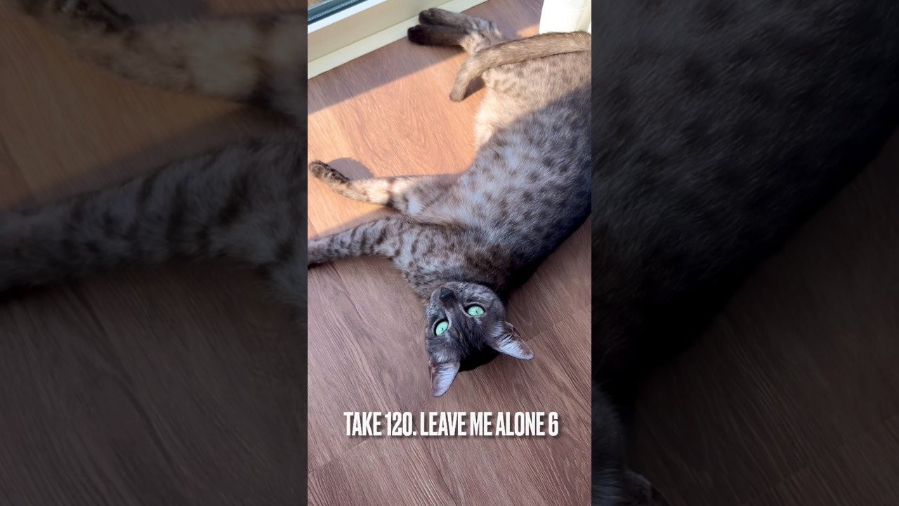 【#構わずにはいられない にゃ】#窓辺の猫 #寝かせて #起こさないで #猫あるある #ねこのいる生活 #ねこ部 #ねこ動画 #ねむりねこ #エジプシャンマウ #sleepingcat #shorts