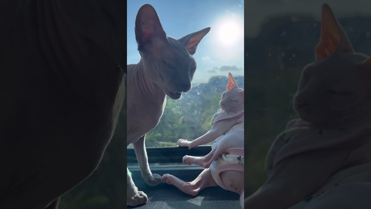 日向ぼっこしながらフレーメン反応する毛のない猫ww【スフィンクス猫】